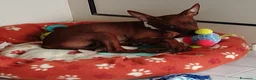 Pinscher Miniatura cani in vendita: Pinscher toy a Provincia di Cosenza - Annuncio 2
