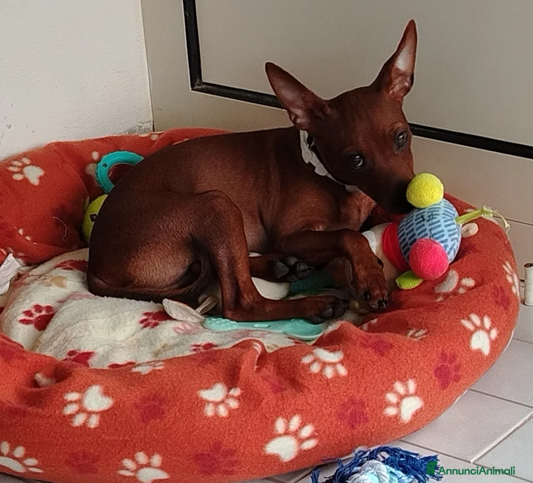 Pinscher Miniatura cani in vendita: Pinscher toy a Provincia di Cosenza - Annuncio 2
