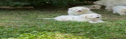 Pastore Abbruzzese Maremmano cani in vendita: cuccioli pastore abruzzese maremmano a Provincia di Lodi - Annuncio 1
