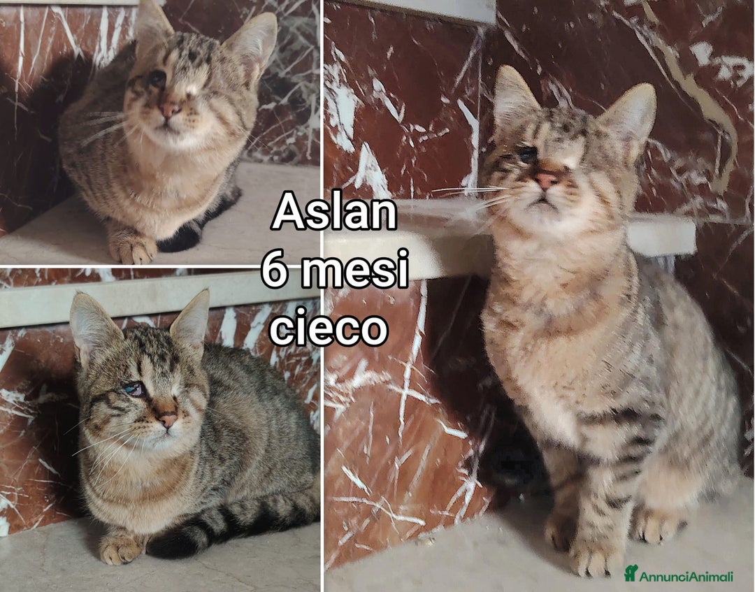 Altre razze gatti in regalo: GATTINI ADORABILI IN CERCA DI CASA  - Annuncio 3
