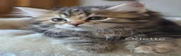 Siberiano gatti in vendita: cucciola gatto siberiano - Annuncio 2