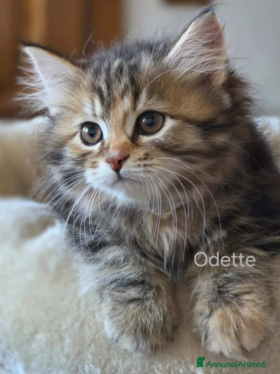 Siberiano gatti in vendita: cucciola gatto siberiano - Annuncio 2