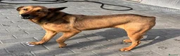 Meticcio cani in regalo: ULISSE TIMIDONE - Annuncio 11