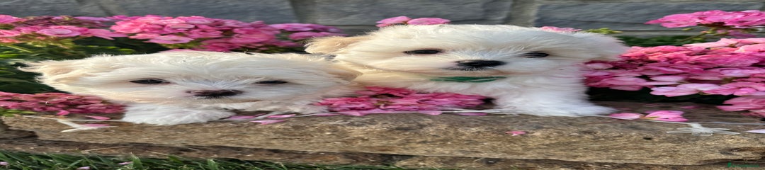 Maltese Cucciolo 2 (MUFASA)