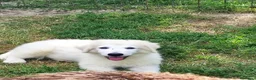 Pastore Abbruzzese Maremmano cani in vendita: Disponibili cuccioli di pastore maremmanoabruzzese - Annuncio 10