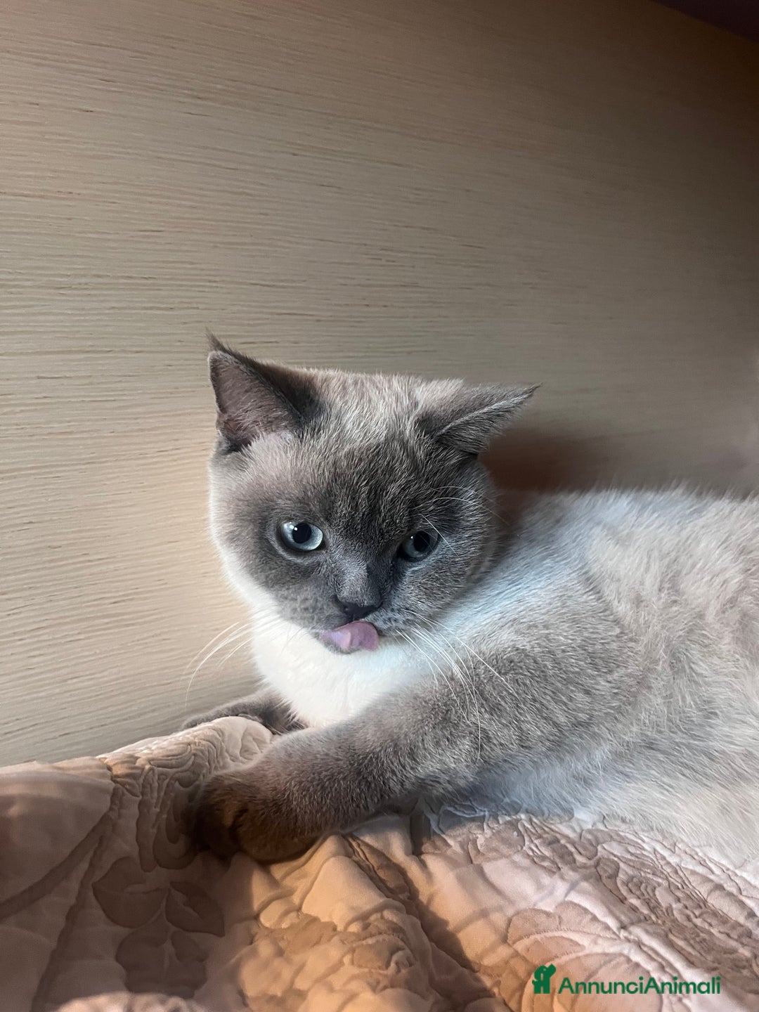 Scottish gatti per accoppiamento: Scottish straight per monta  a Città Metropolitana di Napoli - Annuncio 5