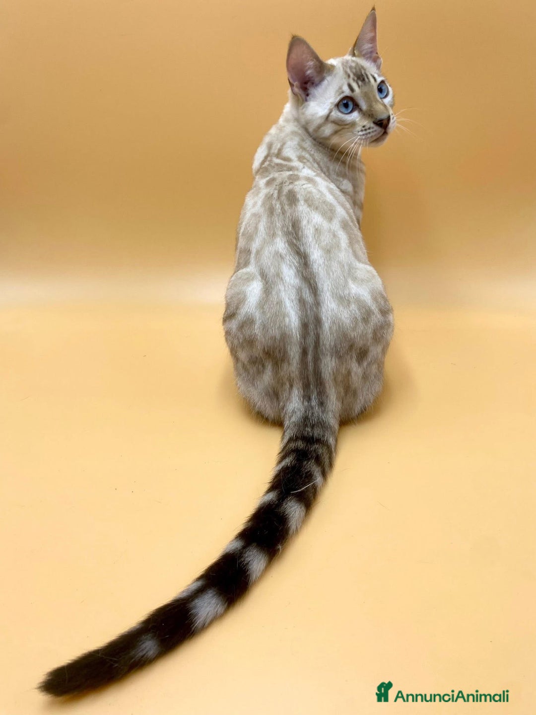 Bengala gatti in vendita: Splendido maschio bengala Snow lynx a Provincia di Perugia - Immagine 3