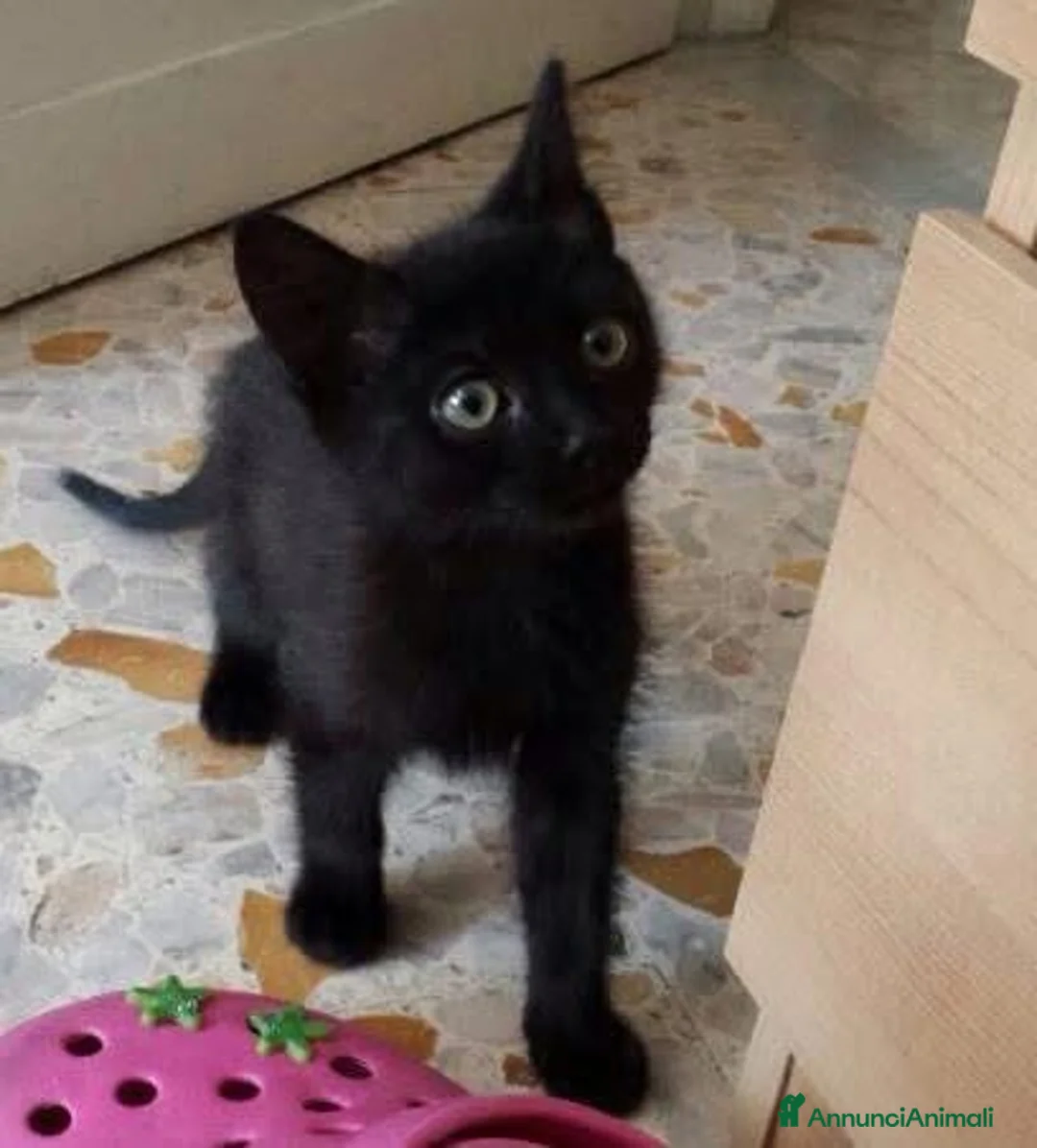 Europeo gatti in regalo: Gattini neri cercano famiglia  - Annuncio 3