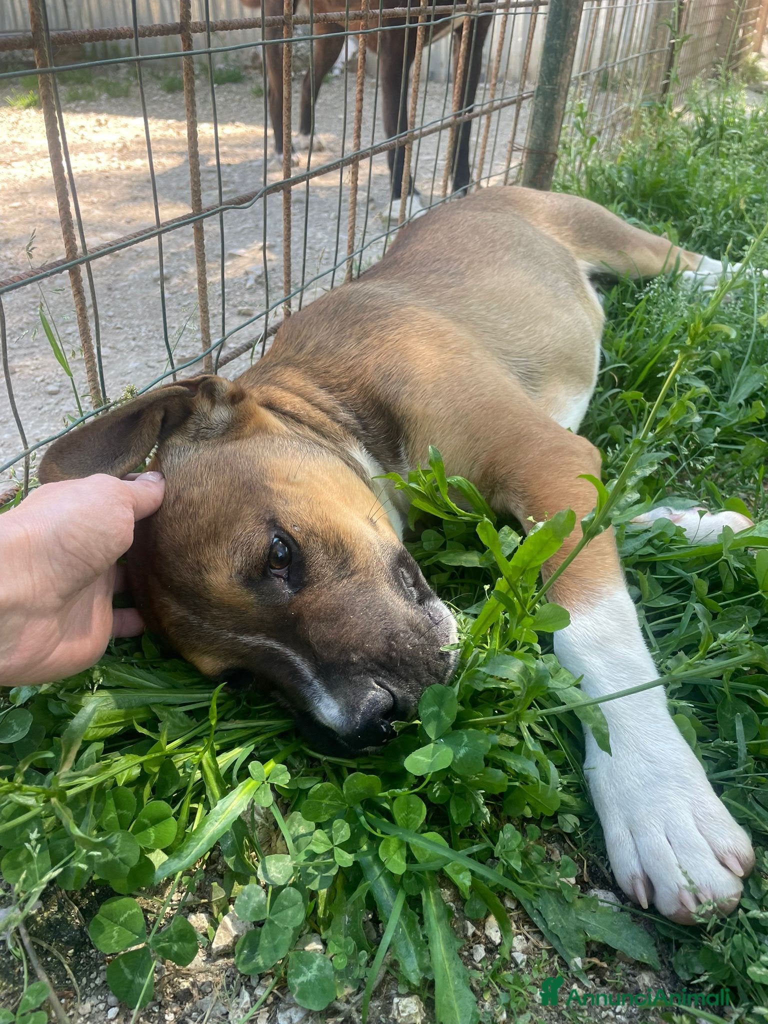 Pitbull cani Choco bellissimo cucciolone simil pitbull - Annuncio 1