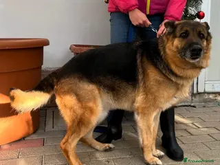 Pastore Tedesco cani FEDERICA PASTORE TEDESCO - Annuncio 9