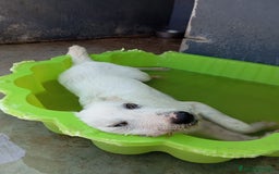 Meticcio cani in regalo: Max, simil spinone a Città Metropolitana di Bologna - Immagine 4