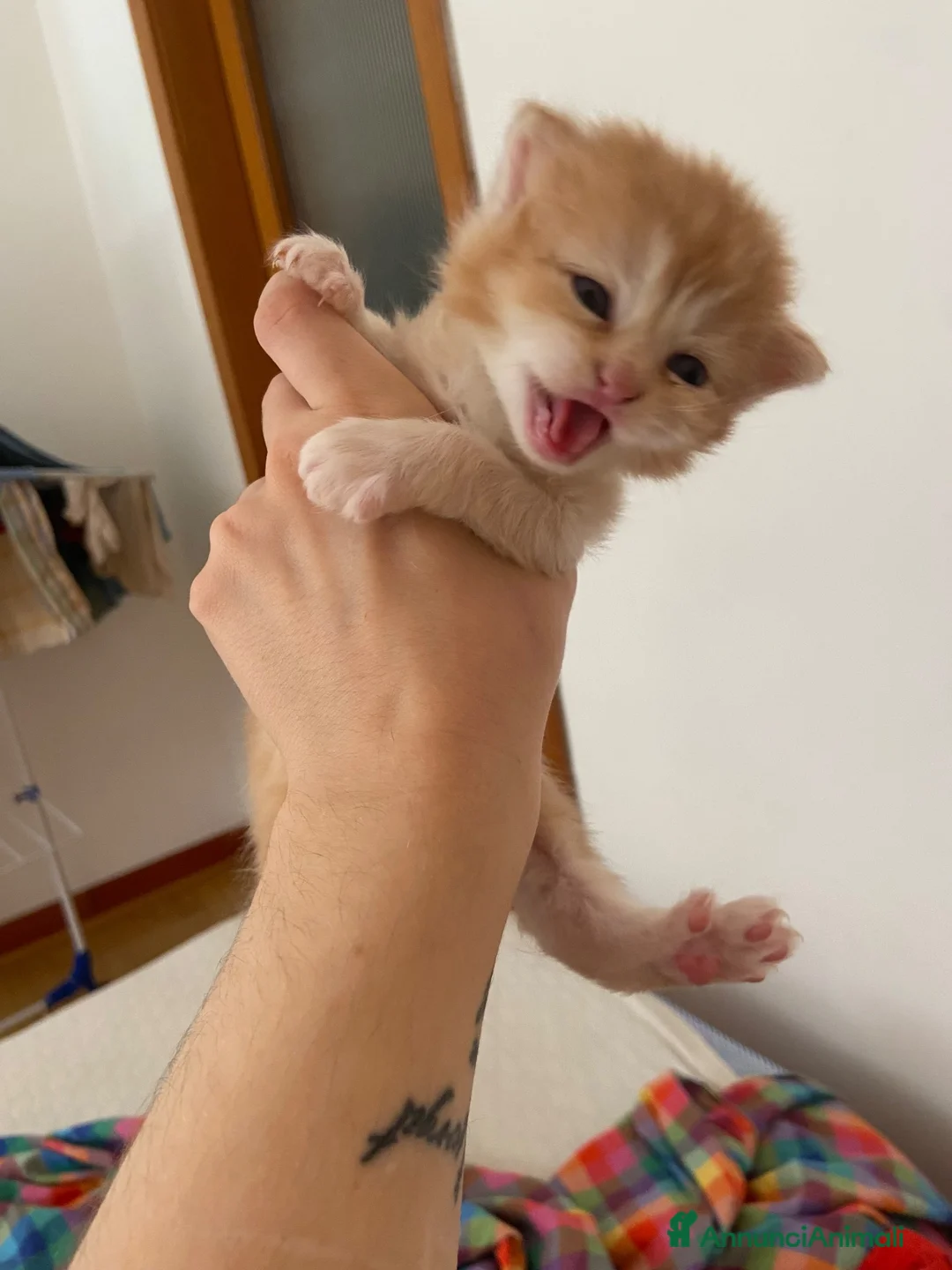 Scottish gatti in vendita: Gattini scottish  - Annuncio 2