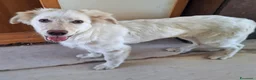 Meticcio cani in regalo: EROS 💙 una nuvola bianca con le zampe a Provincia di Perugia - Annuncio 2
