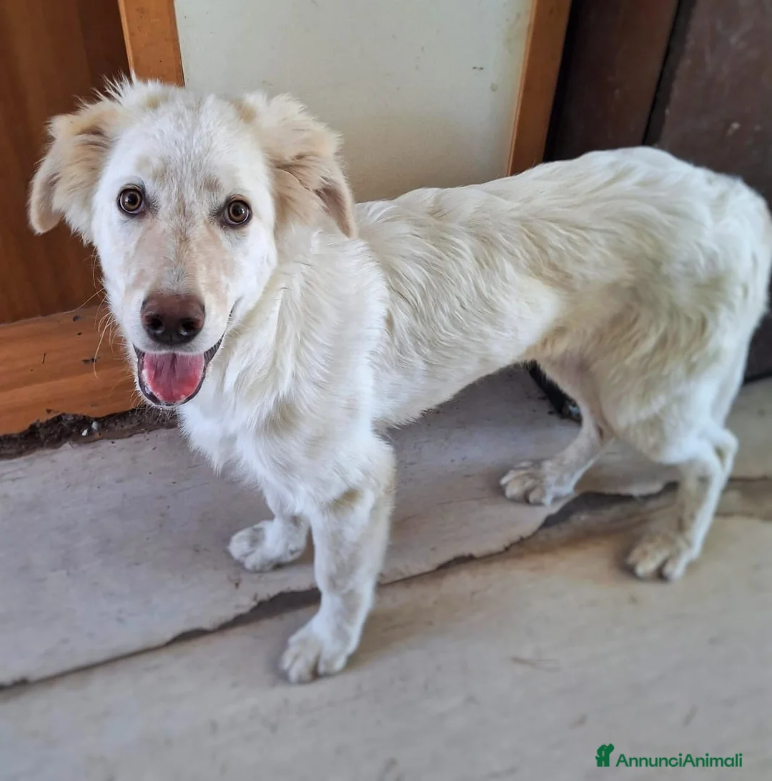 Meticcio cani in regalo: EROS 💙 una nuvola bianca con le zampe a Provincia di Perugia - Annuncio 2