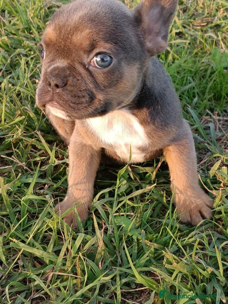Bulldog Francese cani Bulldog francese esotico  - Annuncio 2