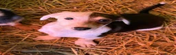 Meticcio cani in regalo: FAN, tenero cucciolo ZAMPACORTA! tg PICCOLA - Annuncio 7
