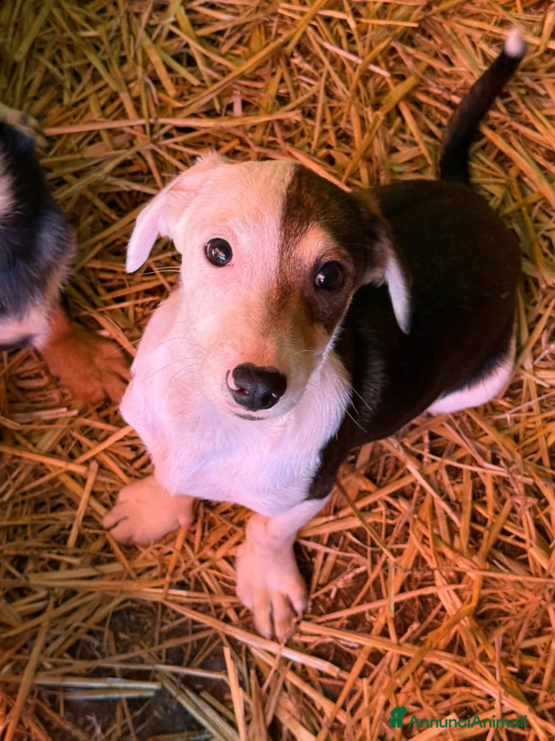 Meticcio cani in regalo: FAN, tenero cucciolo ZAMPACORTA! tg PICCOLA - Annuncio 7