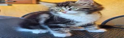 Siberiano gatti in vendita: Liam e Kiam cercano casa 🏡  a Città metropolitana di Milano - Annuncio 4