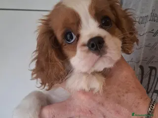 Cavalier King cani Cuccioli di Cavalier King Charles Spaniel - Annuncio 16