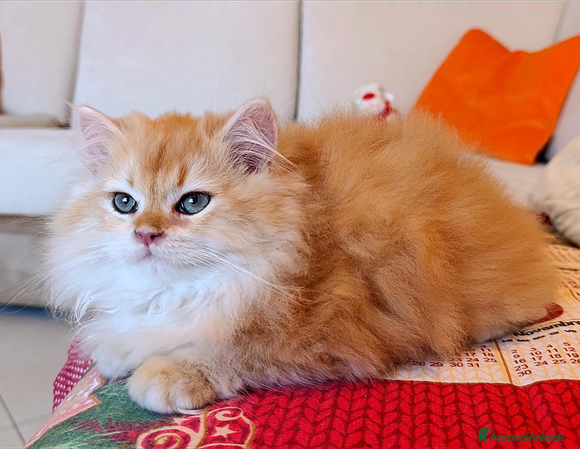 British gatti British Golden cucciolo - Annuncio 8