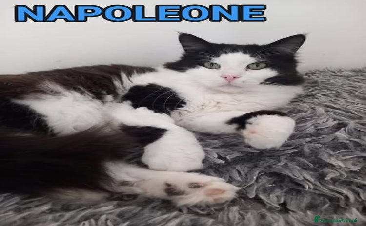 Europeo gatti - Annuncio 7