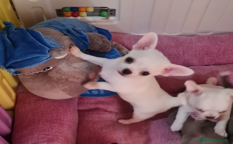 Chihuahua cani a Provincia di Biella - Annuncio 6