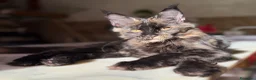 Maine Coon gatti in vendita: Cucciola Maine Coon Black tortie- Pedigree Anfi - Annuncio 2