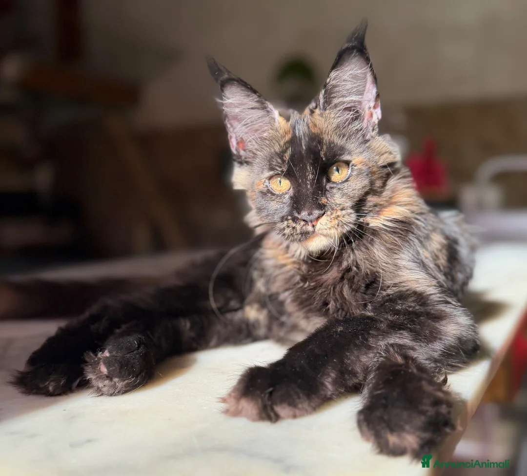 Maine Coon gatti in vendita: Cucciola Maine Coon Black tortie- Pedigree Anfi - Annuncio 2
