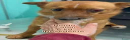Meticcio cani in regalo: CANI DI TAGLIA PICCOLE E MEDIOPICCOLA a Provincia di Pistoia - Annuncio 5