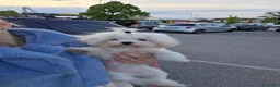 Maltese cani in vendita: Maltesi  - Annuncio 4