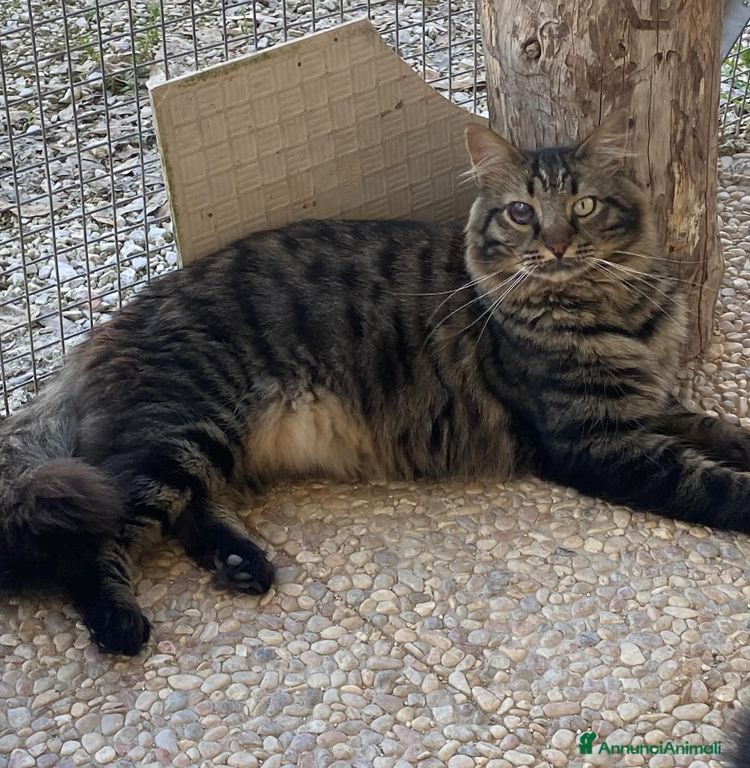 Europeo gatti in regalo: MAINE micione dolce e socievole cerca casa a Provincia di Latina - Annuncio 4