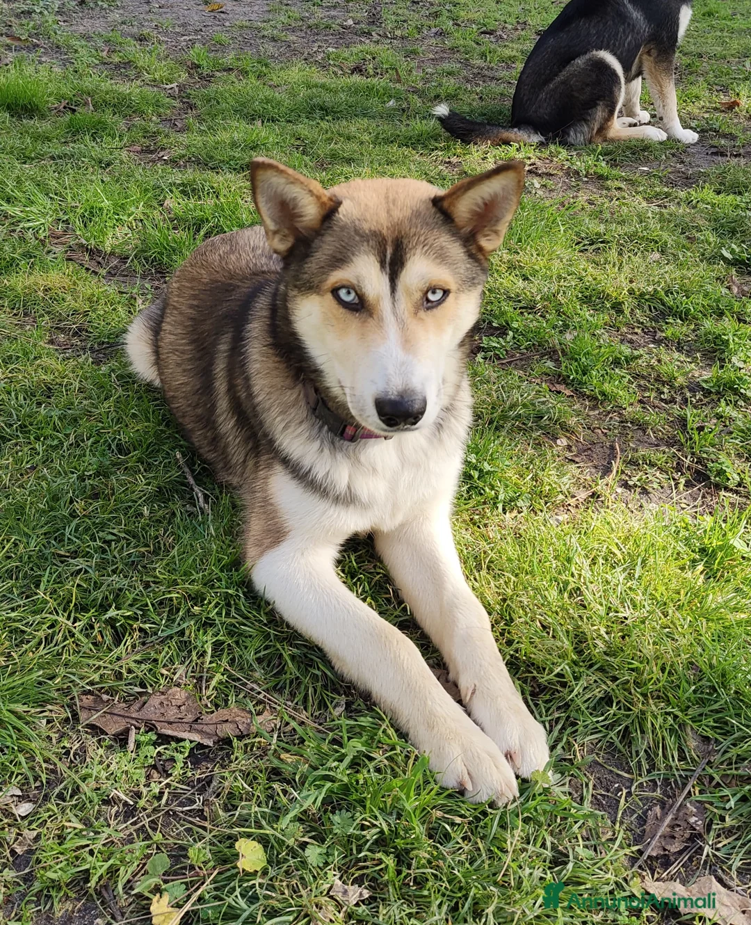 Meticcio cani in regalo: CUCCIOLO OLAF MIX HUSKY  - Annuncio 2