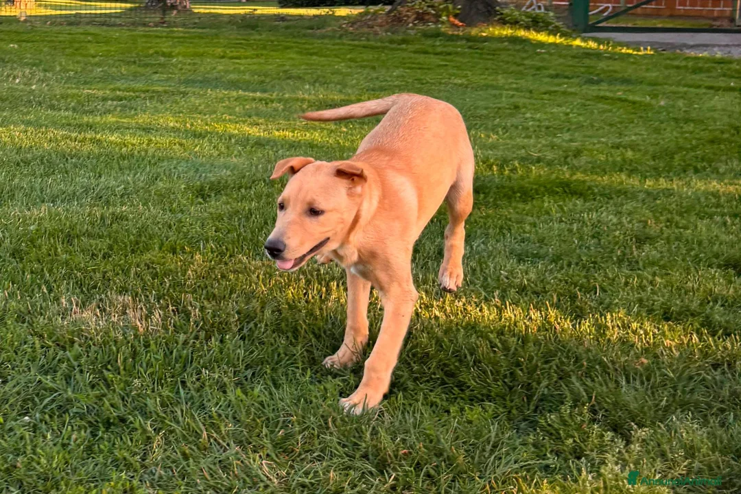 Meticcio cani in regalo: CREMINO, cucciolo timido ma affettuoso in adozione - Annuncio 2