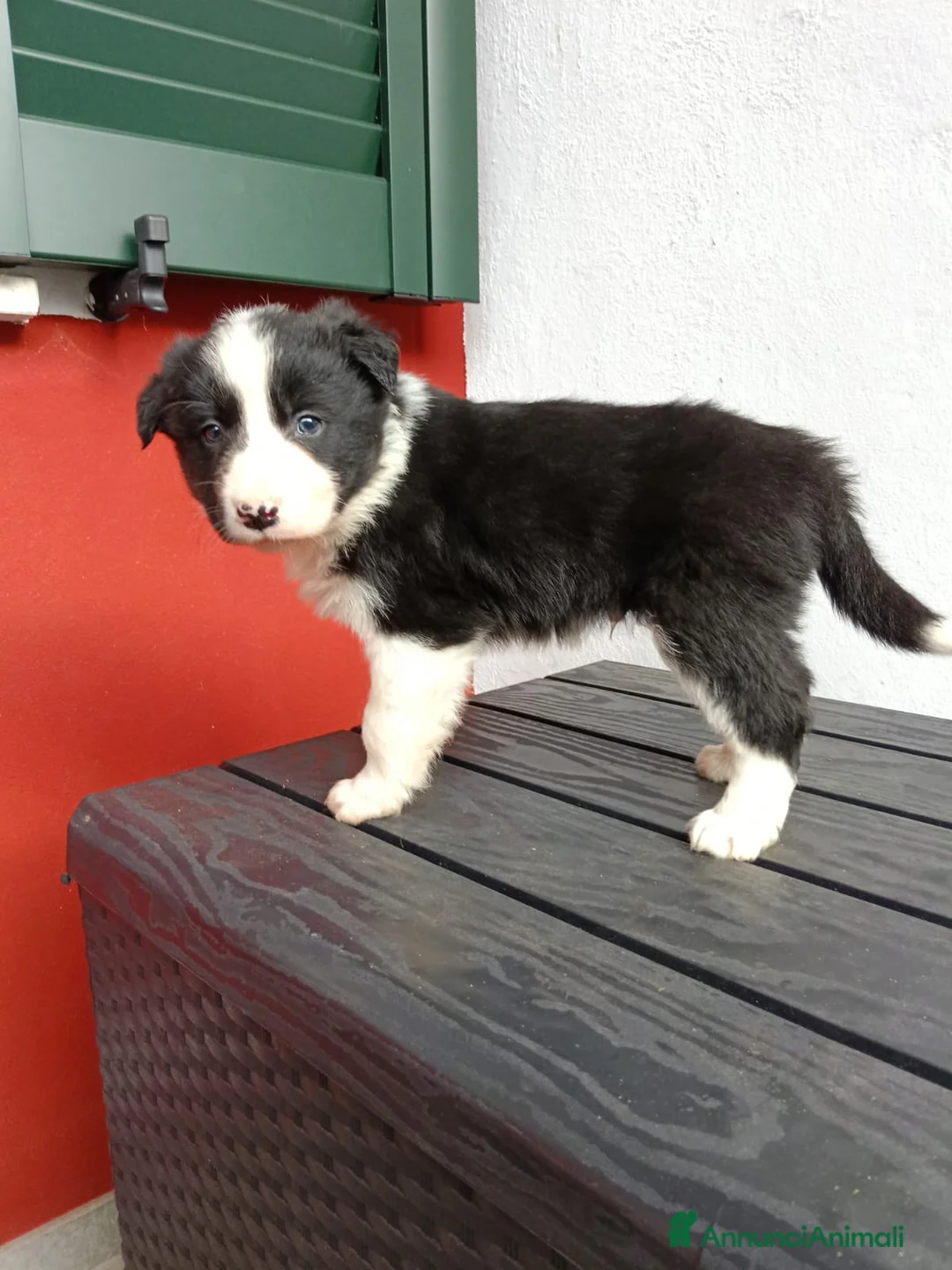 Border Collie cani in vendita: Cuccioli di Border Collie - Annuncio 3