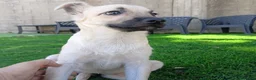 Meticcio cani in regalo: Milù  - Annuncio 10