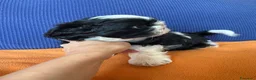 Shih Tzu cani in vendita: Cuccioli di Shi-tzu - Annuncio 16