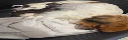 Pechinese cani in vendita: Cuccioli pechinese  - Annuncio 2