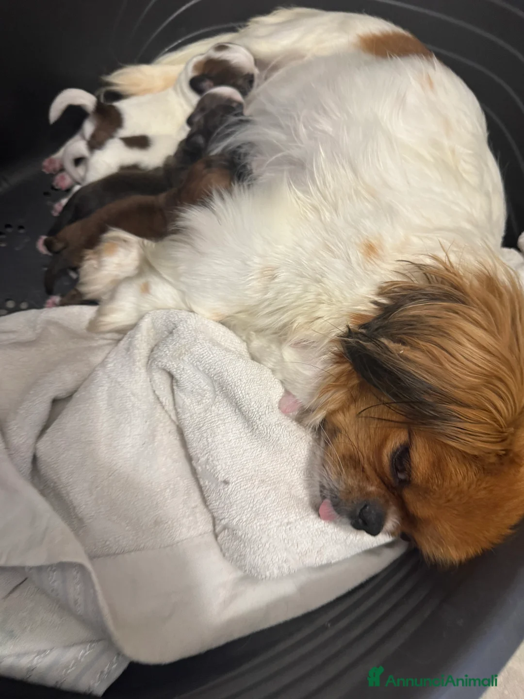 Pechinese cani in vendita: Cuccioli pechinese  - Annuncio 2