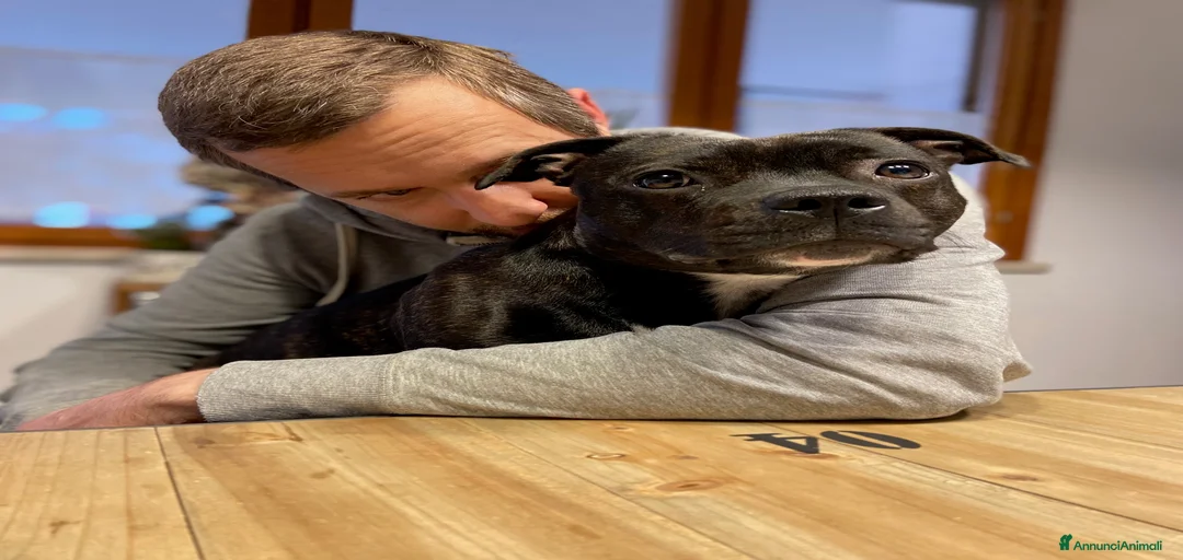 Immagine della galleria {{count}}