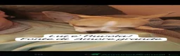 Chihuahua cani in vendita: Chihuahua dolci e buoni bellissimi - Annuncio 29