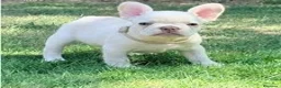 Bulldog Francese cani in vendita: Cucciole bulldog francese - Annuncio 5