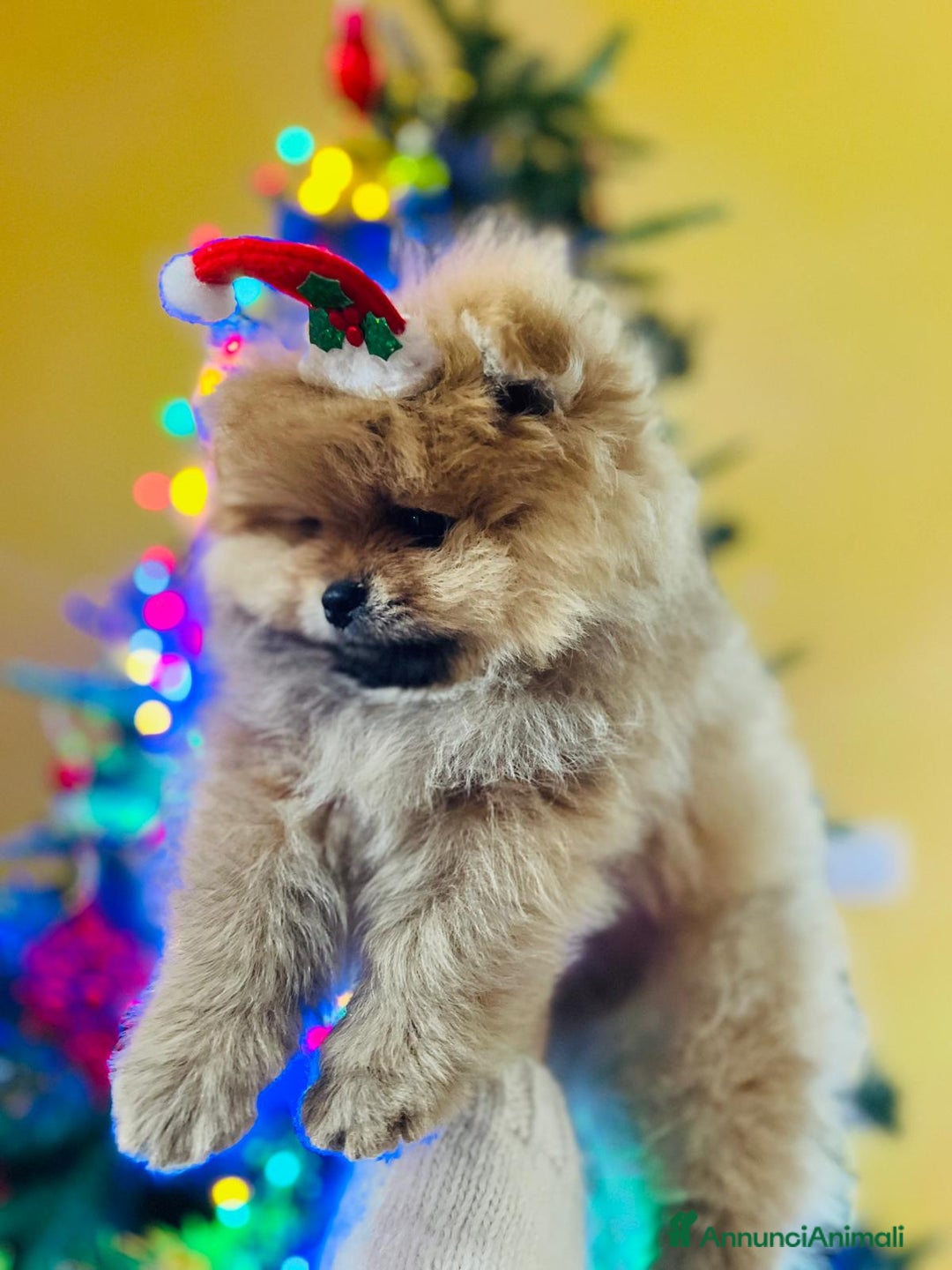 Immagine della galleria {{count}}