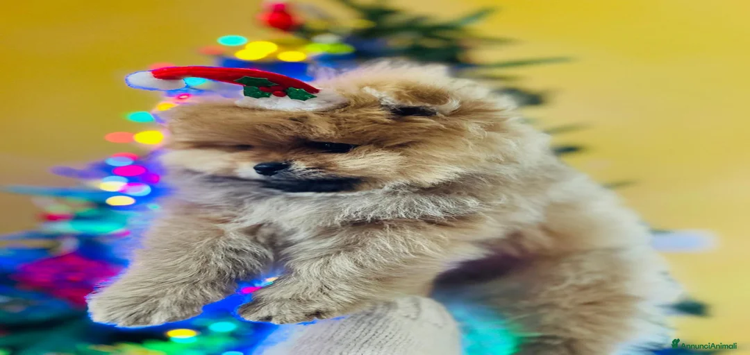 Immagine della galleria {{count}}