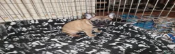 Bulldog Francese cani in vendita: Ultima cucciola di Bulldog francese cream - Annuncio 4