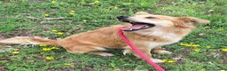 Meticcio cani in regalo: Plinio 2 anni Taglia piccola  - Annuncio 5