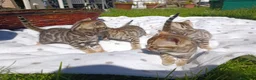 Bengala gatti in vendita: Bengala cuccioli a Provincia di Lucca - Annuncio 2