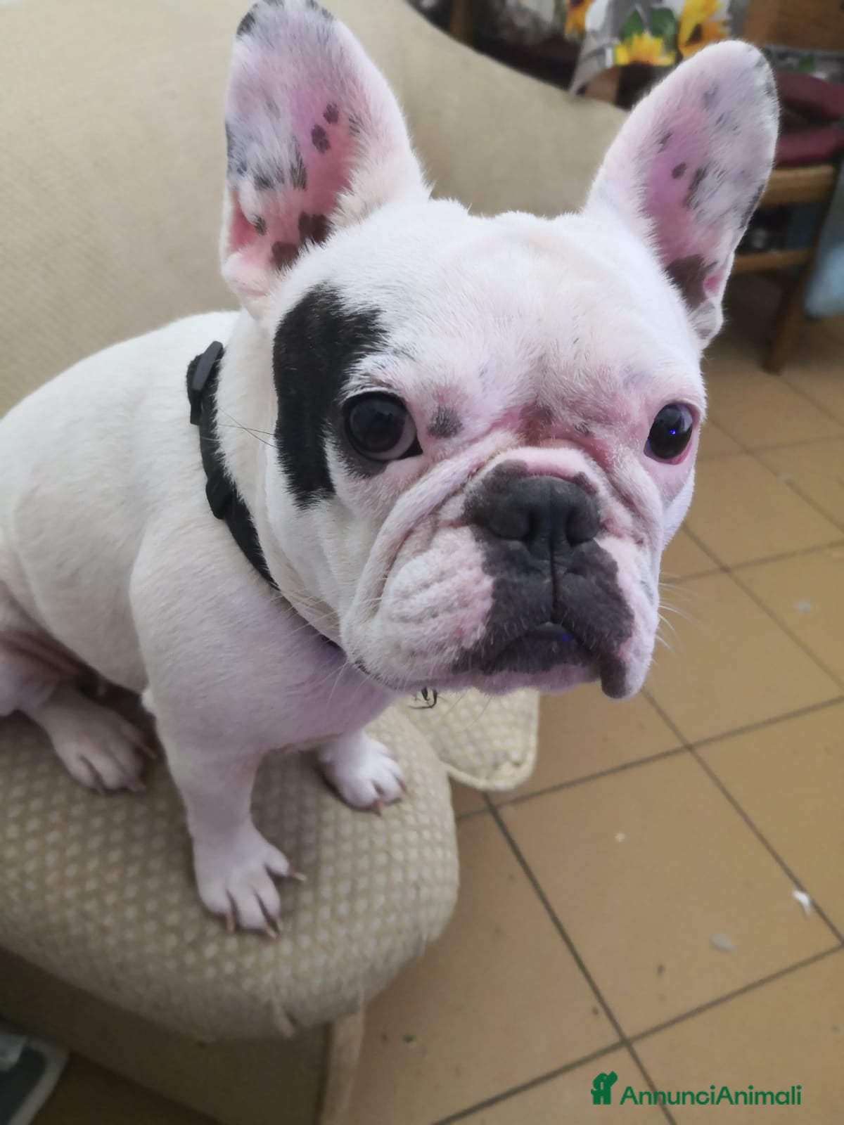 Bulldog Francese cani Dolcissima bulldog francese - Annuncio 1