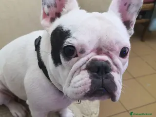 Bulldog Francese cani Dolcissima bulldog francese - Annuncio 1
