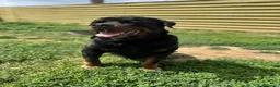 Rottweiler cani in regalo: ADOZ.DEL💔:box75:magnifico, una montagna di dolcez - Annuncio 4