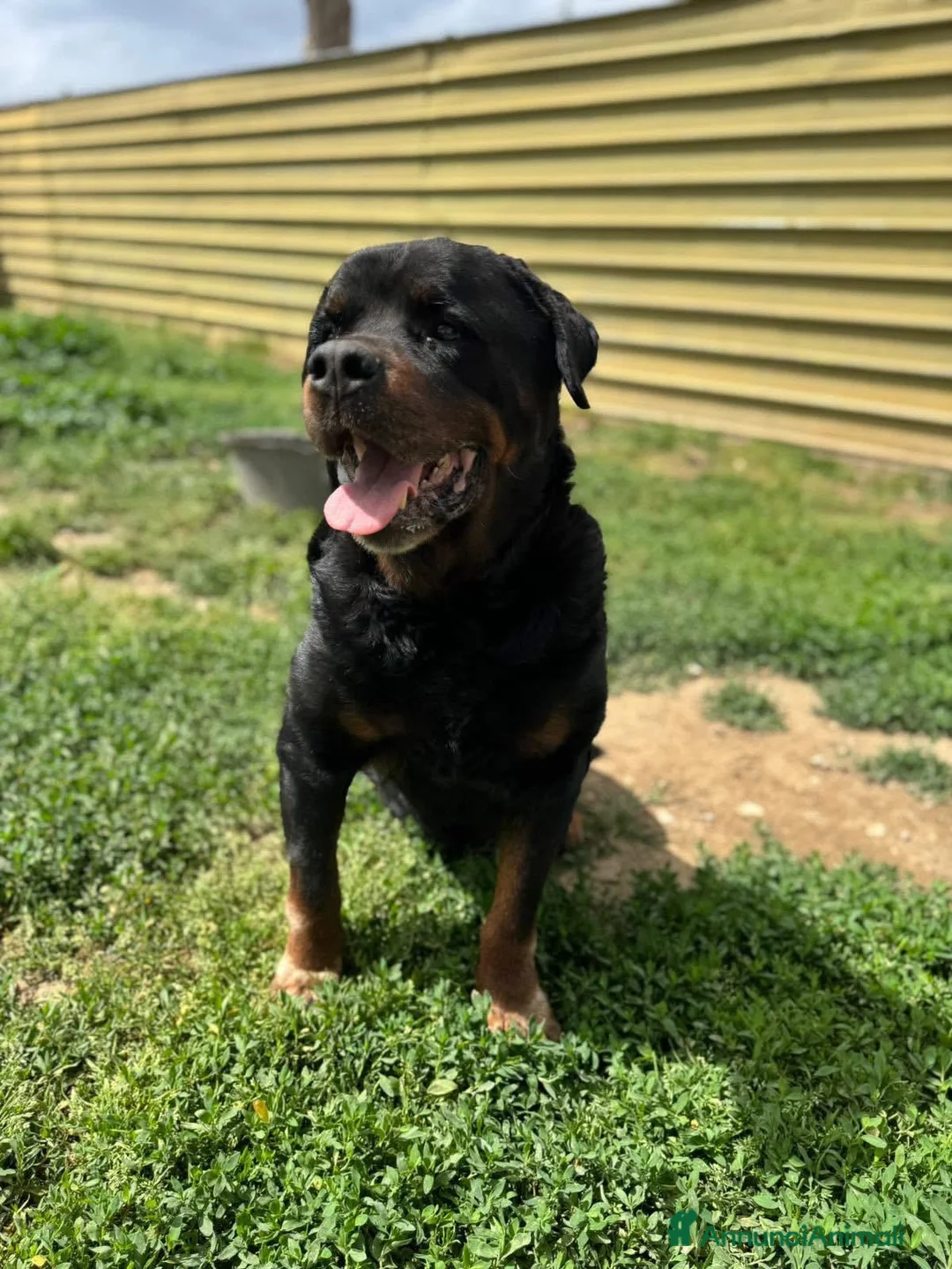 Rottweiler cani in regalo: ADOZ.DEL💔:box75:magnifico, una montagna di dolcez - Annuncio 4